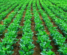Соя дає найбільші прибутки органічному господарству «Жива нива»